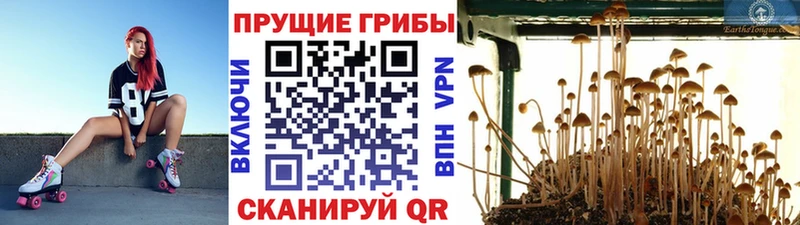 OMG ONION  Елец  Галлюциногенные грибы мухоморы 